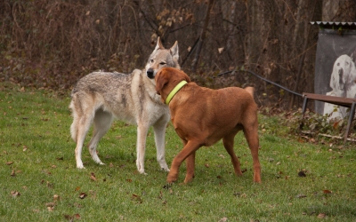 20191215PerroHuPla11